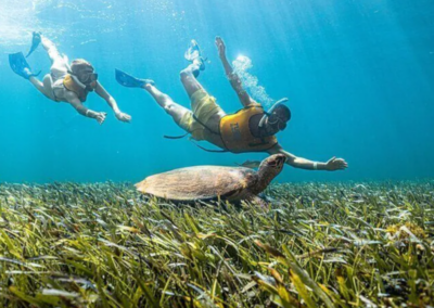 Snorkel with Sea Turtles